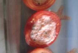 Rgime Dukan, la recette Tomate farcie  l'aioli