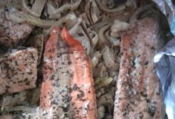 Rgime Dukan, la recette Papillotte de saumon au fenouil