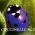 Avatar de coccinellebleue sur Proteinaute