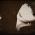 Avatar de xLiliee sur Proteinaute