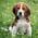 Avatar de Dixie56 sur Proteinaute