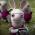Avatar de missthalie sur Proteinaute