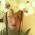 Avatar de Lilymiss sur Proteinaute