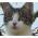 Avatar de Angesse sur Proteinaute