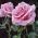 Avatar de rose802010 sur Proteinaute