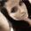 Avatar de vinilla sur Proteinaute
