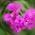 Avatar de laurinette21 sur Proteinaute