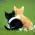 Avatar de stef31 sur Proteinaute
