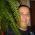 Avatar de marsyl37 sur Proteinaute
