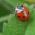 Avatar de Coccinelle01 sur Proteinaute