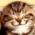Avatar de Allyg sur Proteinaute