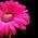 Avatar de marydaisy sur Proteinaute