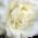 Avatar de rosie65 sur Proteinaute