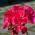 Avatar de Acanthe sur Proteinaute