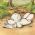 Avatar de Theocrite sur Proteinaute
