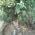 Avatar de marierose61 sur Proteinaute