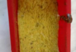 R�gime Dukan, la recette Flan aux asperges