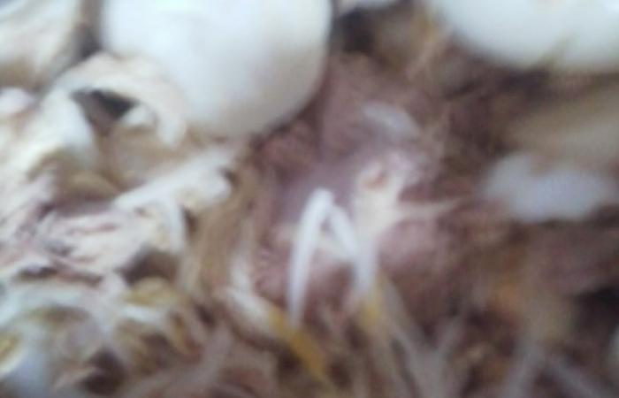 Régime Dukan (recette minceur) : Salade composée au thon #dukan https://www.proteinaute.com/recette-salade-composee-au-thon-5877.html