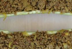 Recette Dukan : Courgettes farcies 