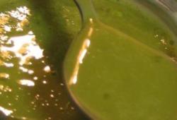 Recette Dukan : Matcha Curd