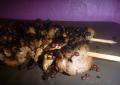 Recette Dukan : Brochettes aux grains de poivre de Sichuan