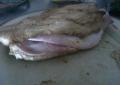 Recette Dukan : Sandwich de poulet